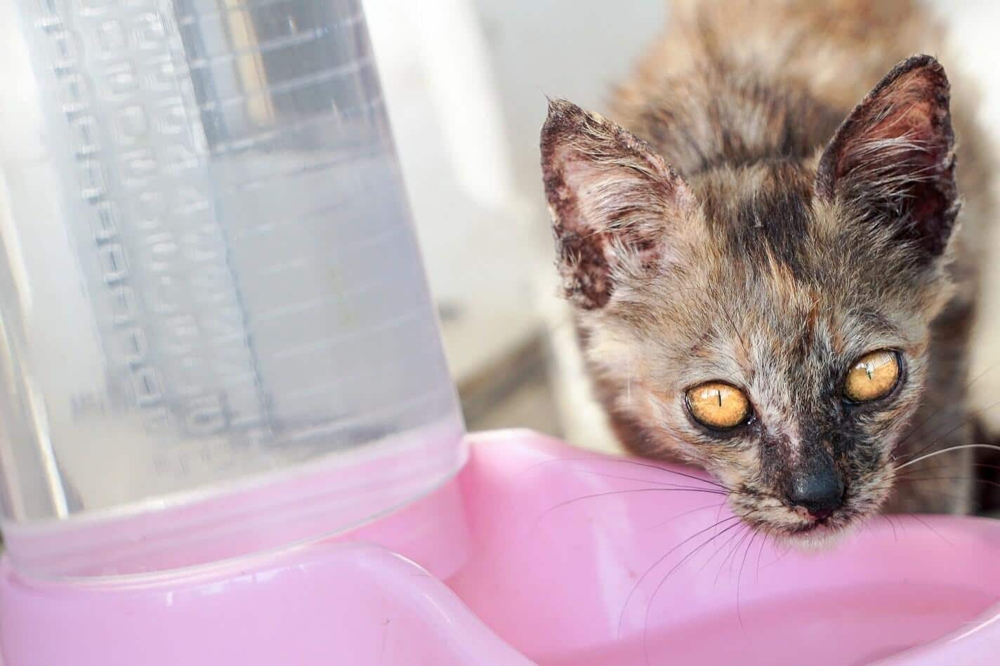 spotted-cat-drinkning-from-pink-bowl-SW Spotted cat drinking from a pink water bowl