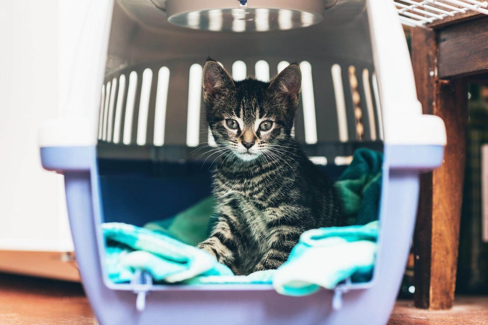 Tabby kitten sitting in a travel crate on a blue blanket staring intently with big blue eyes