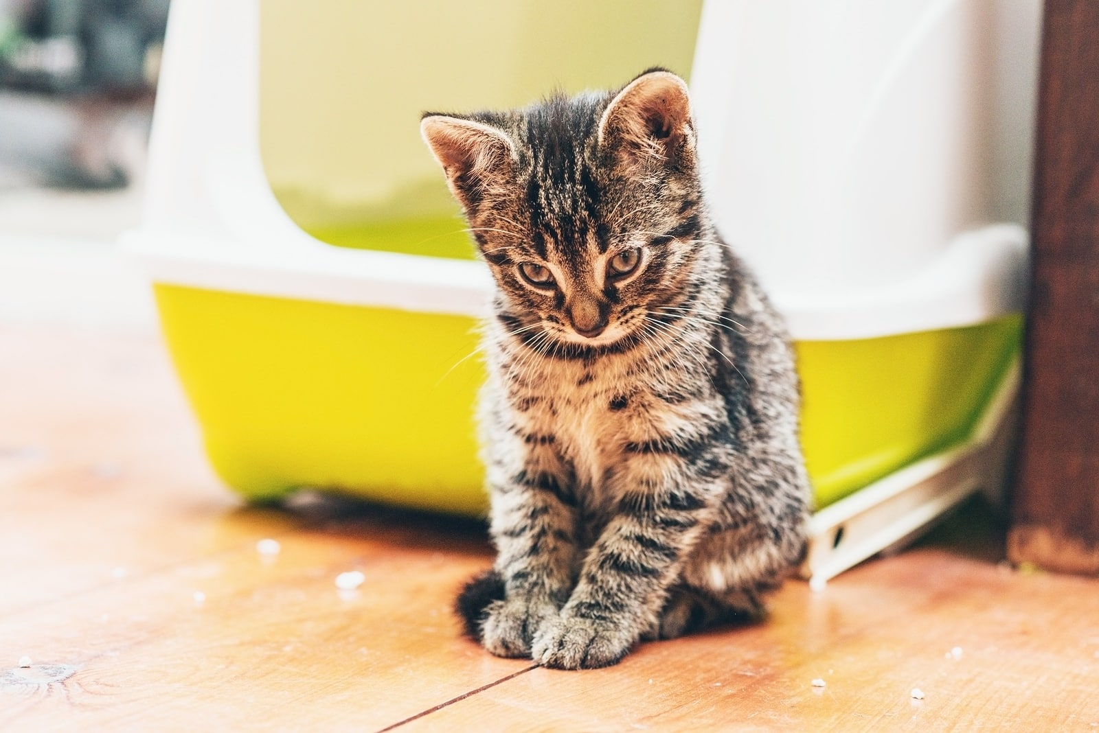 tabby-kitten-in-front-of-yellow-litter-box. Tabby kitten with head bowed sits in front of a yellow enclosed litter box.