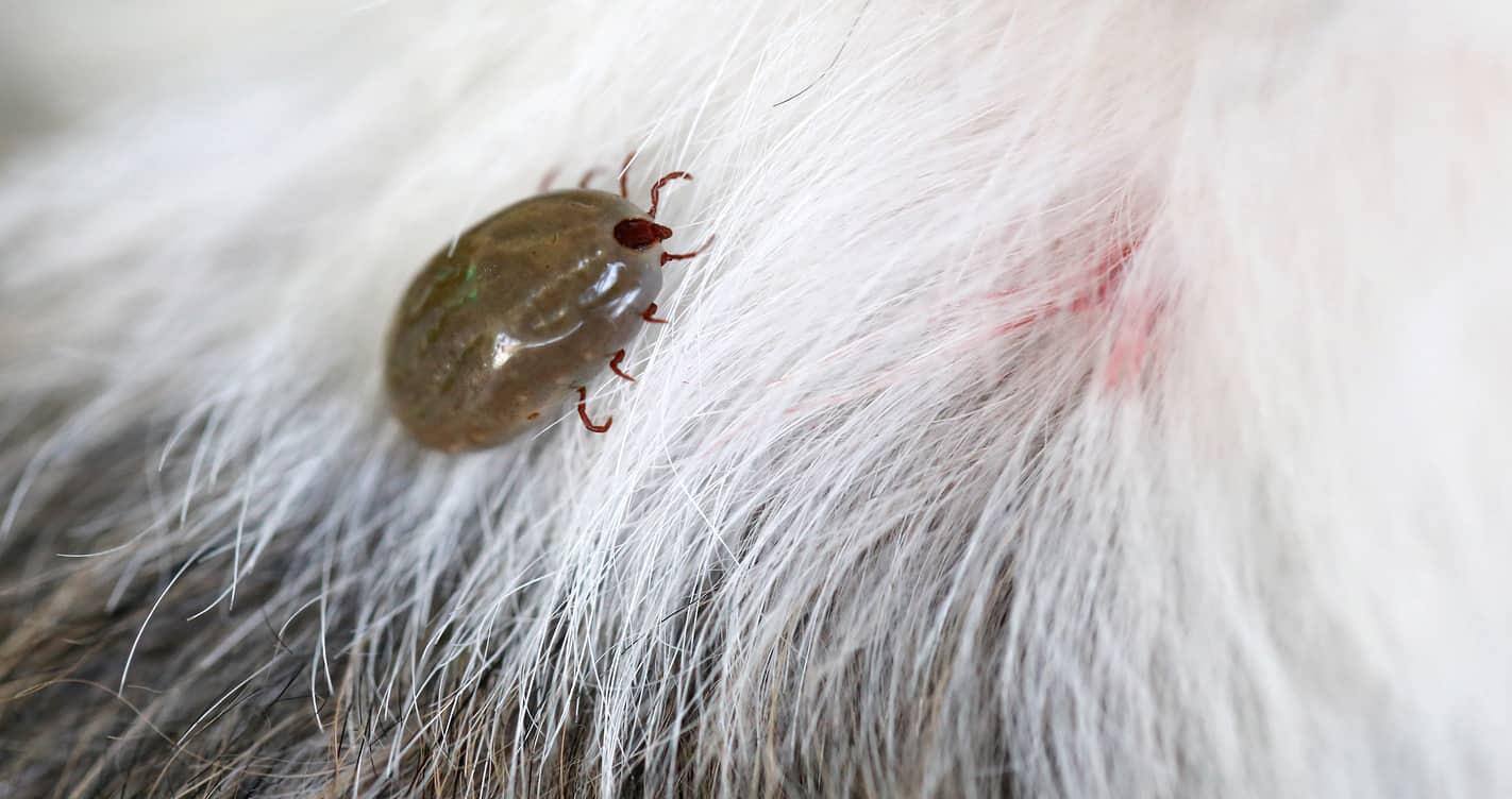 tick-on-white-gray-dog-SW brown tick on white fur of a dog.
