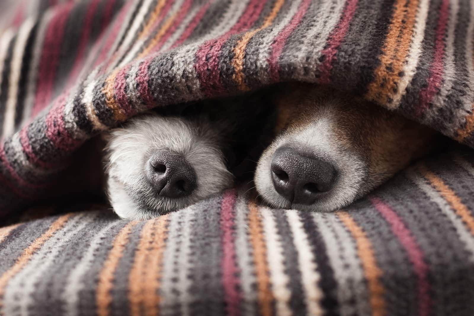 Two dog noses poking out from under a blanket