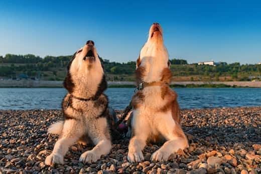 Two huskies howling while they lay on a lakeside beach.