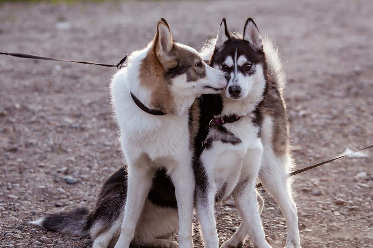 two-husky-pups