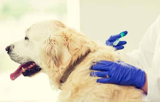 vet-giving-golden-retriever-vaccination-SW Primer plano de un médico veterinario con una jeringa inyectando una vacuna a un perro golden retriever en una clínica veterinaria.