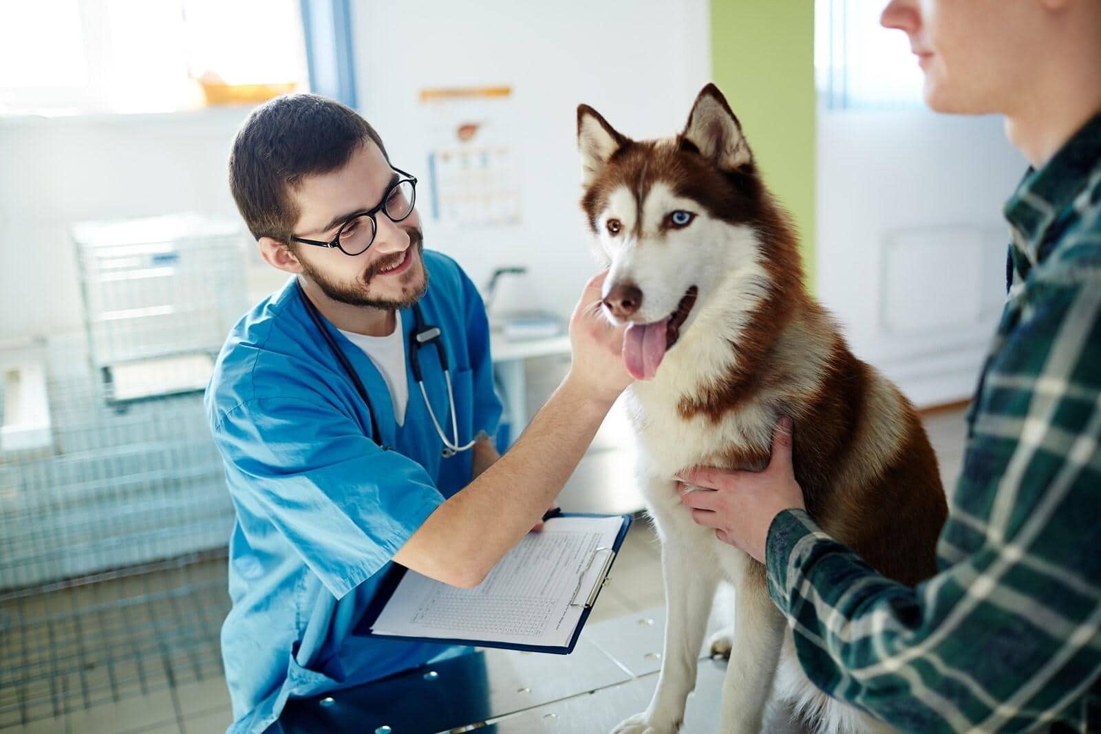 Vet in blue scrubs examines a brown and white husky while owner looks on