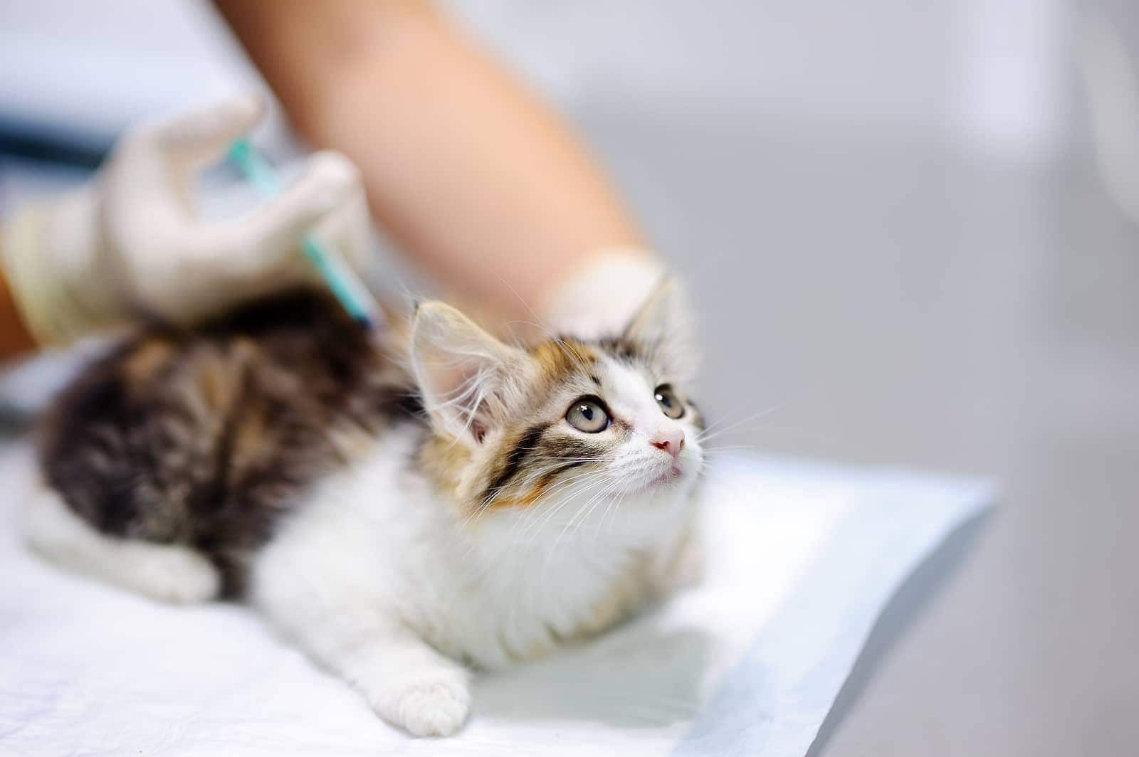獣医師によるワクチン接種の子猫