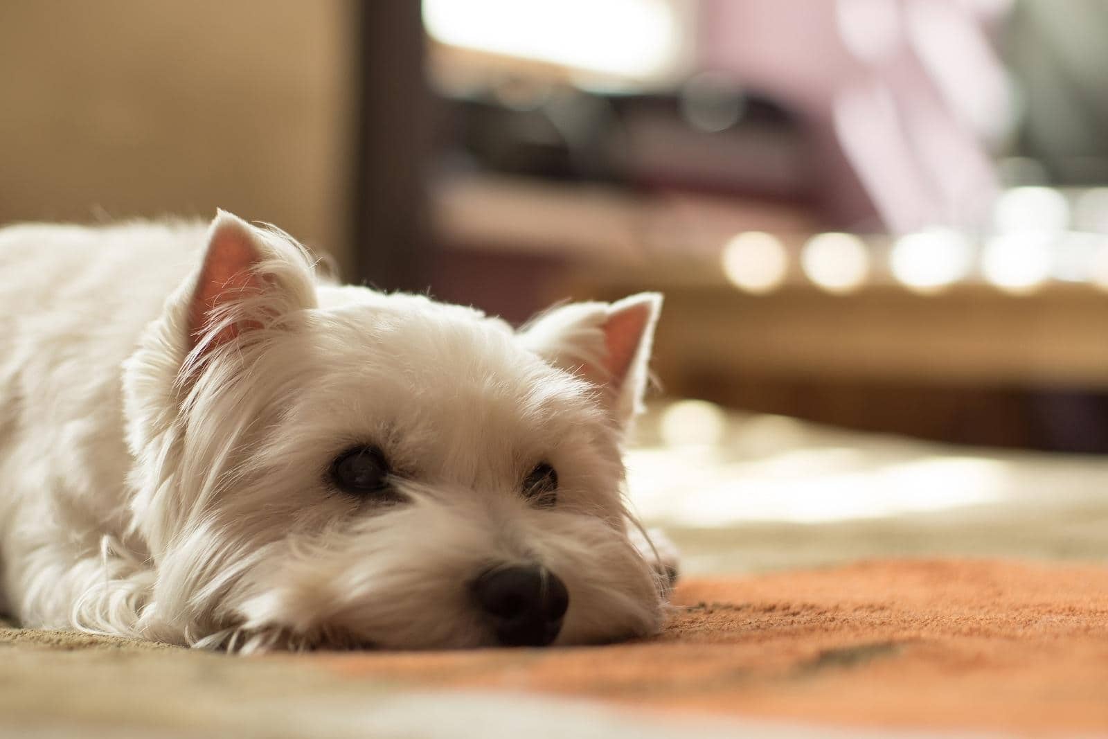 westie-lying-on-ground West highland white terrier lying on ground.