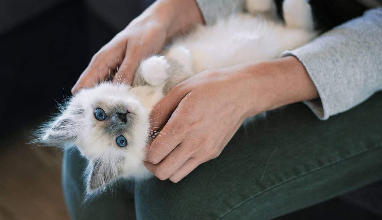 人間の膝の上に横たわっている白い子猫
