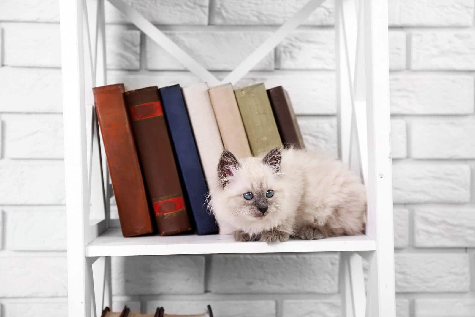 white-kitten-on-bookshelf 明るい背景に本が置かれた棚の上の白い長髪の子猫