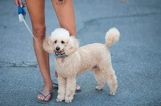 White poodle stands on a leash next to woman's legs.