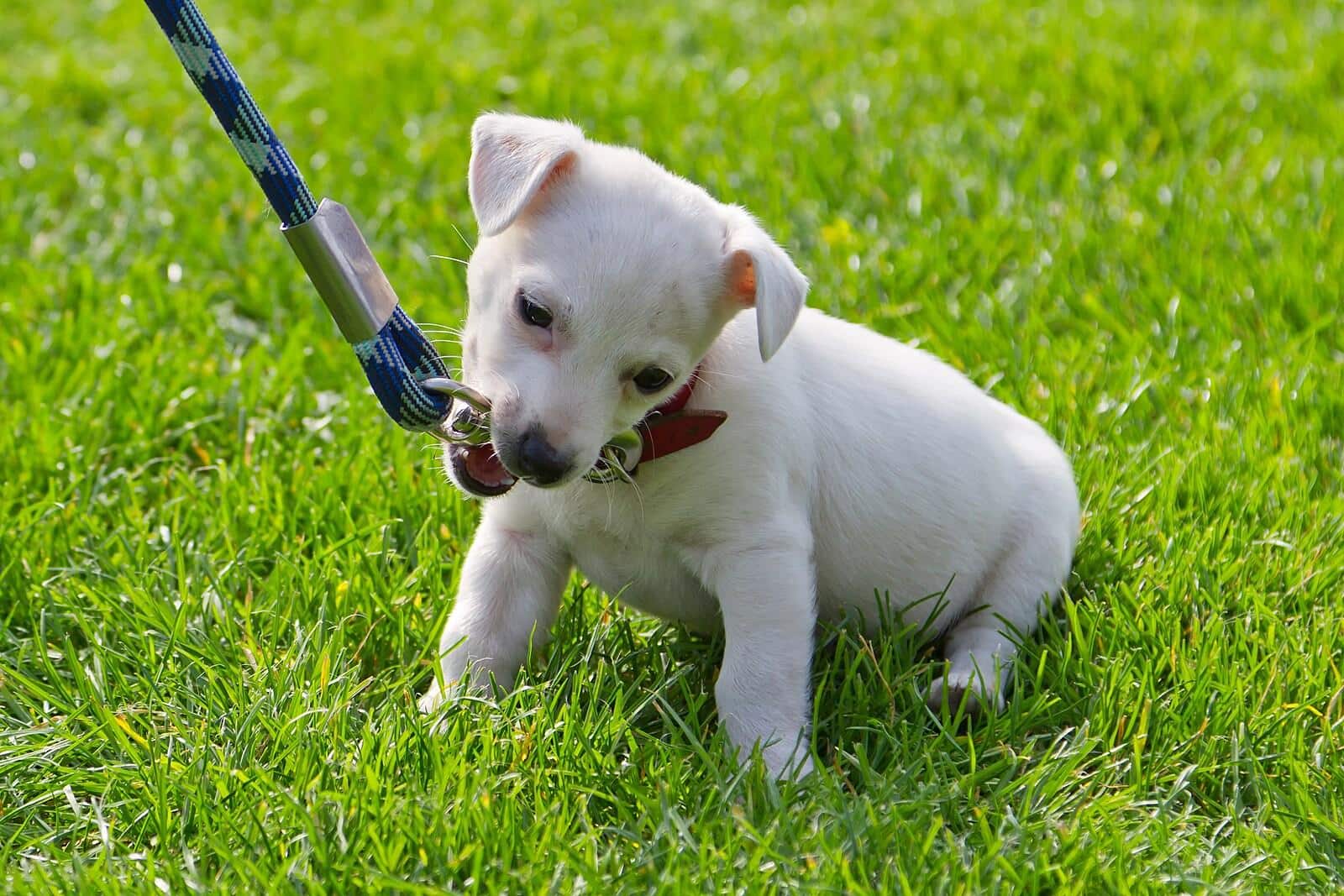 Little white puppy chews on a leash while sitting in the grass.