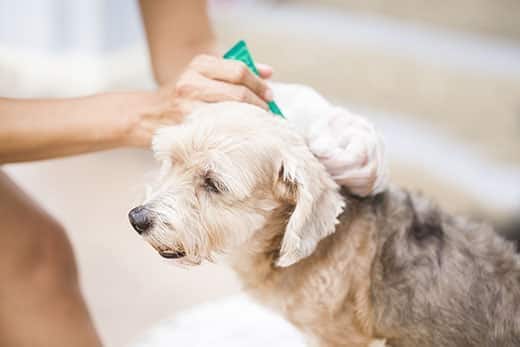 Woman applies tick medicine to fluffy dog.