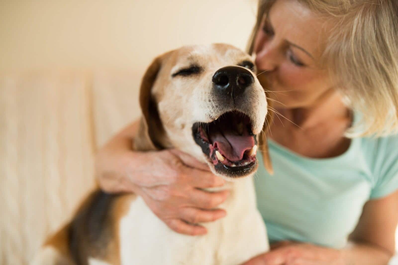 woman-kissing-yawning-beagle Woman kissing yawning beagle on side of head.