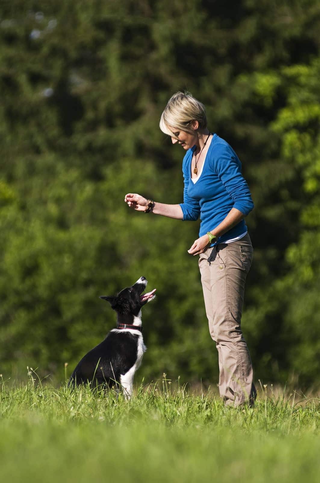 woman-training-border-collie-outside-SW Young woman holds out a treat while a border collie sits looking up outdoors.