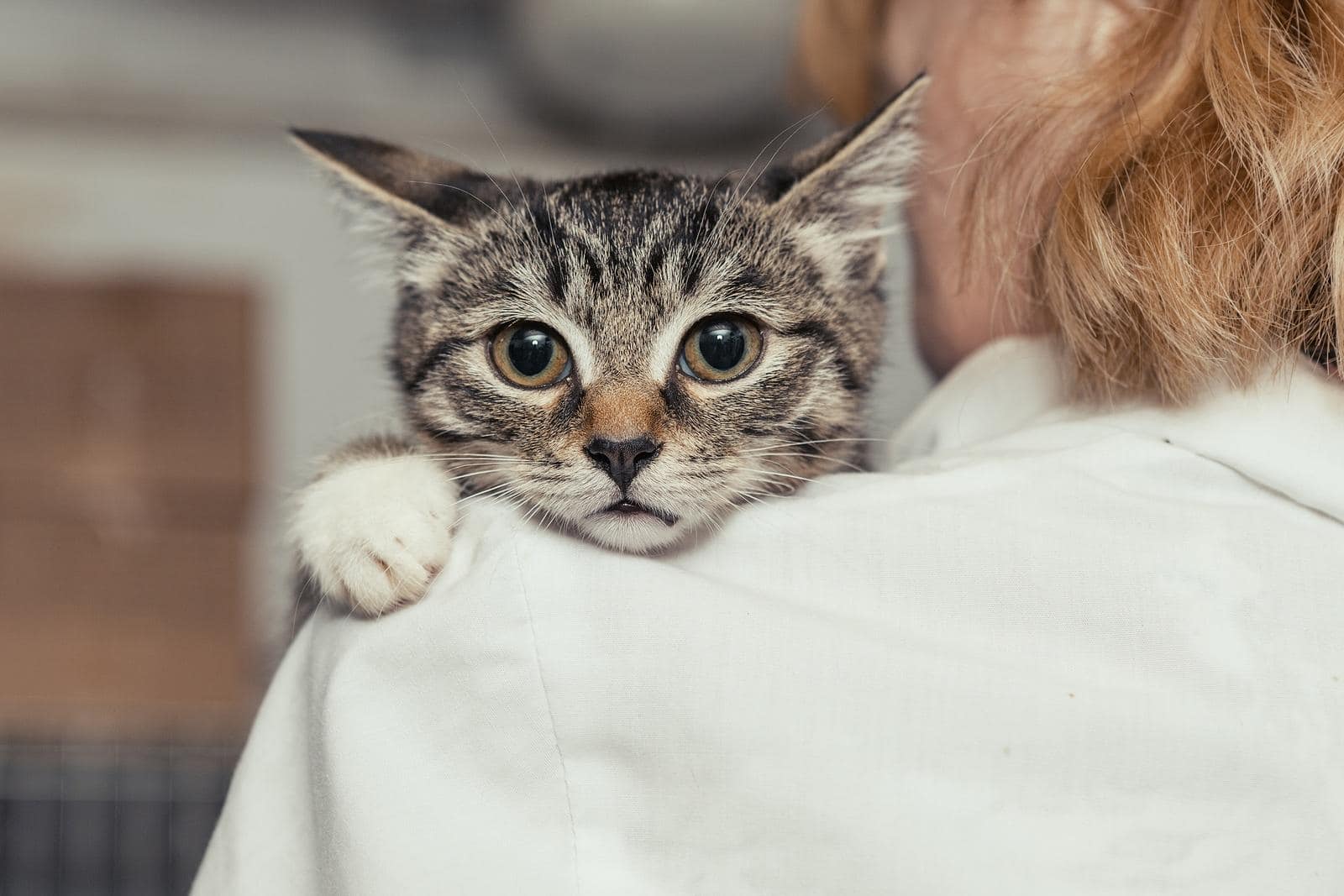 womaning-holding-cat-over-shoulder Woman holds a cat over her shoulder as the cat stares straight ahead.