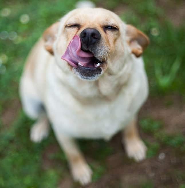 Yellow lab licking his lips outside