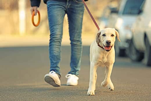 yellow-lab-pup-walking-with-owner Owner and Labrador dog walking in city on unfocused background