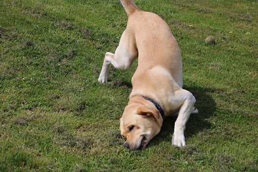 yellow-lab-rubbing-nose-in-grass-SW 庭で鼻をこするラブラドール犬