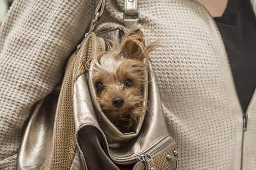 yorkie-inside-brown-purse-SW Yorkie pokes head out of a women's tan purse.
