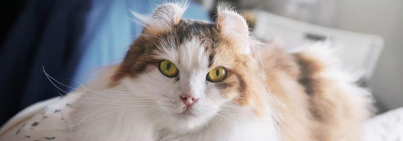 アメリカンカール