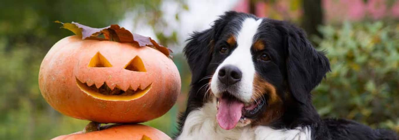 バーニーズ・マウンテン・ドッグ