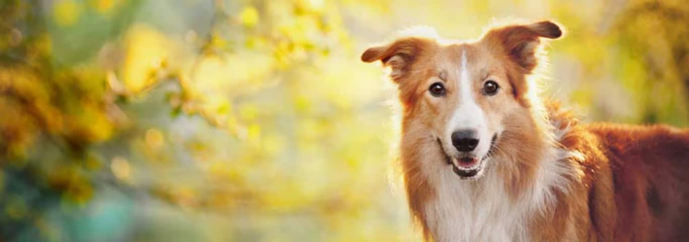 ボーダー・コリー