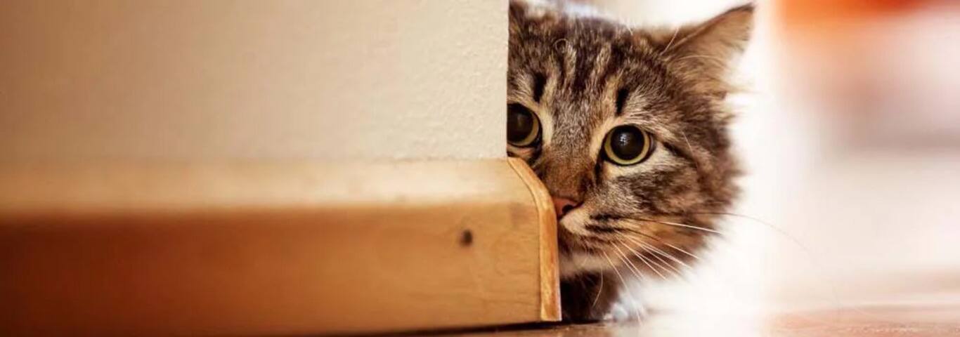 ノルウェージャンフォレストキャット