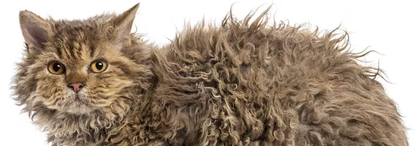 セルカークレックス