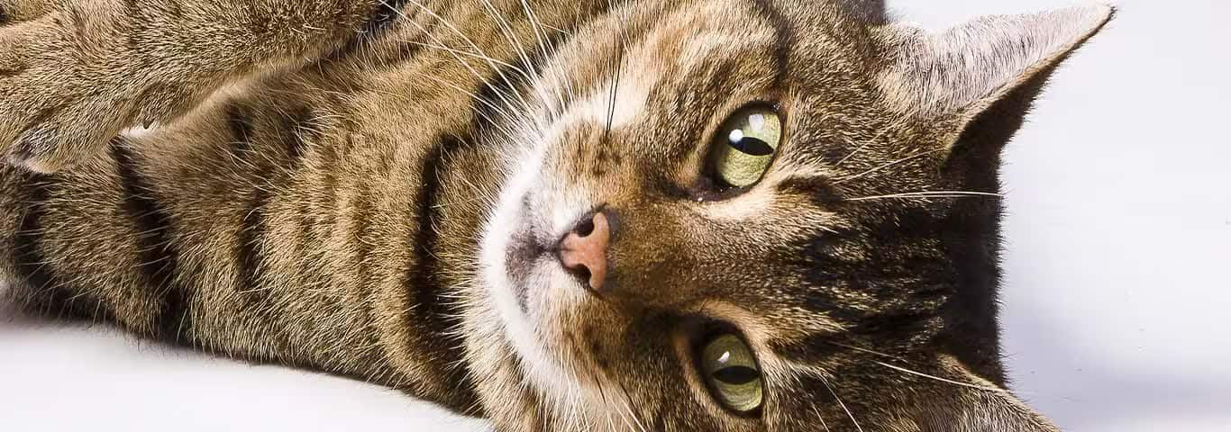 ヨーロピアン・ショートヘア