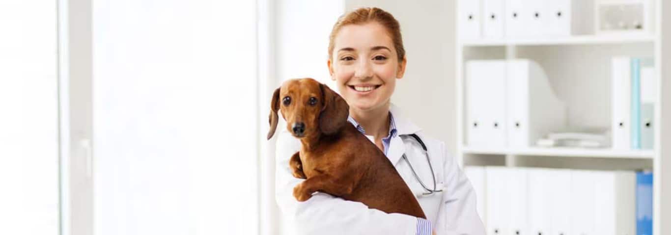 ダックスフンド