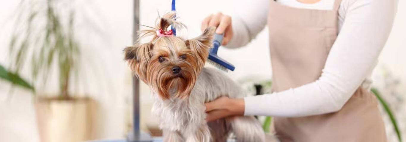 ヨークシャー・テリア