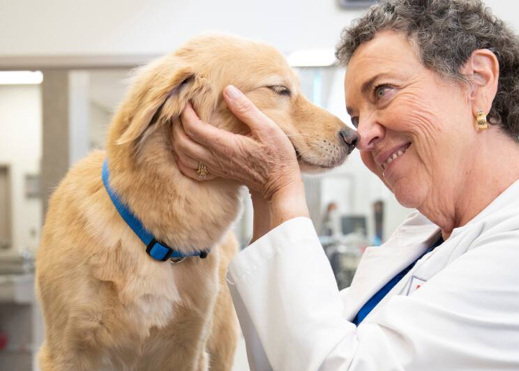 A Vet holding a pet dog