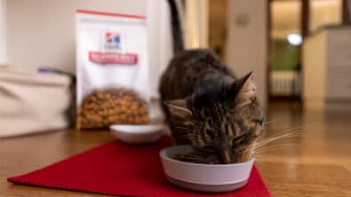 ヒルズのキャットフードをボウルから食べる猫