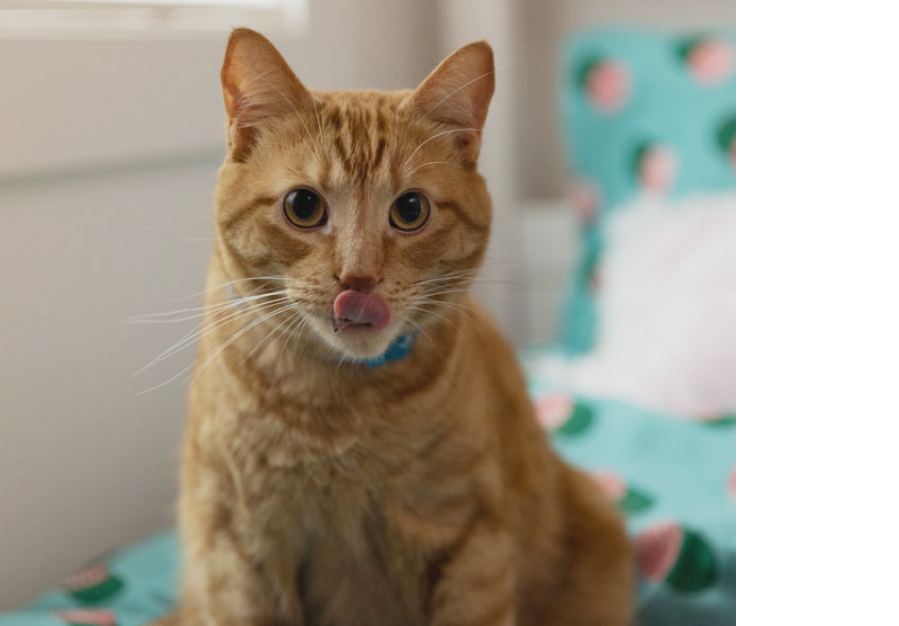 茶色の猫