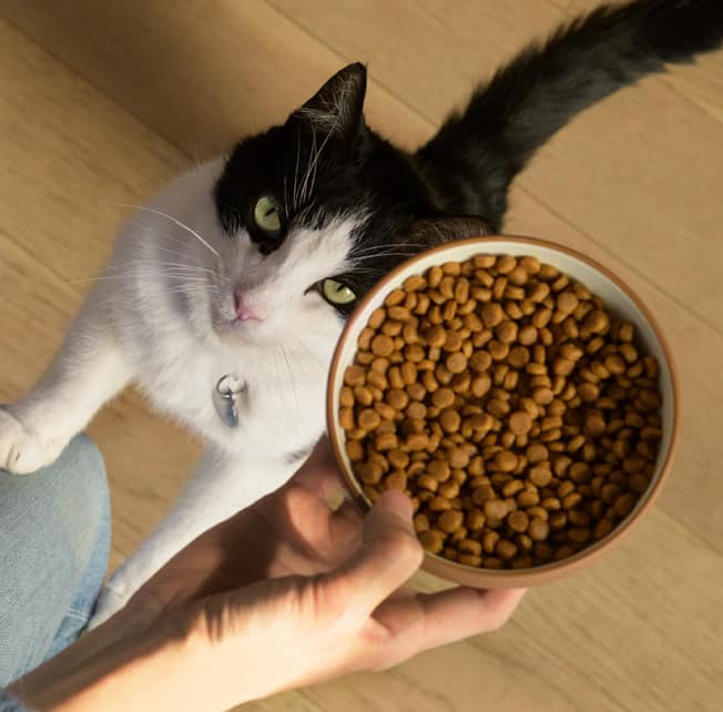 キャットフードのボウルを見上げる猫