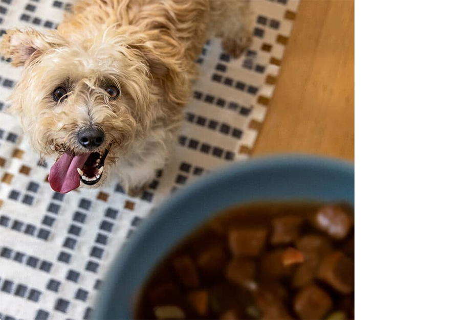 ドッグフードのボウルを見上げる犬