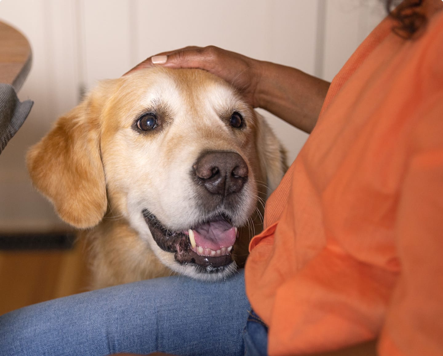 女性が犬を撫でている