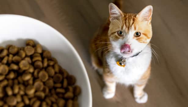 猫の餌入れを見上げている白茶の猫