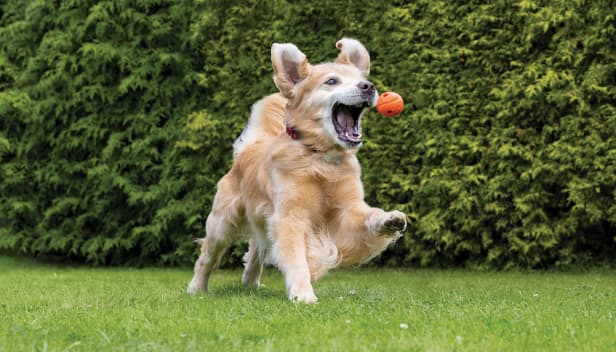 ボールで遊ぶ犬