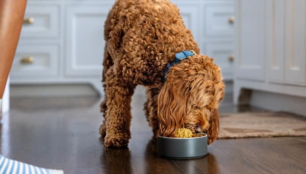 犬がボウルから食事を楽しむ様子