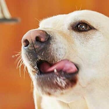 犬