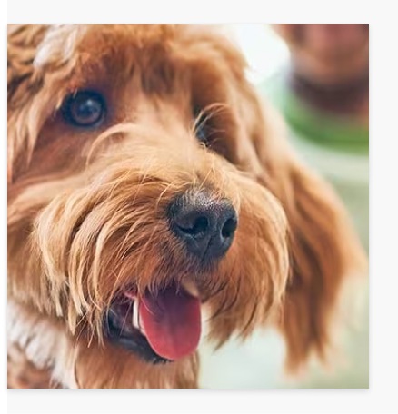 幸せそうな犬