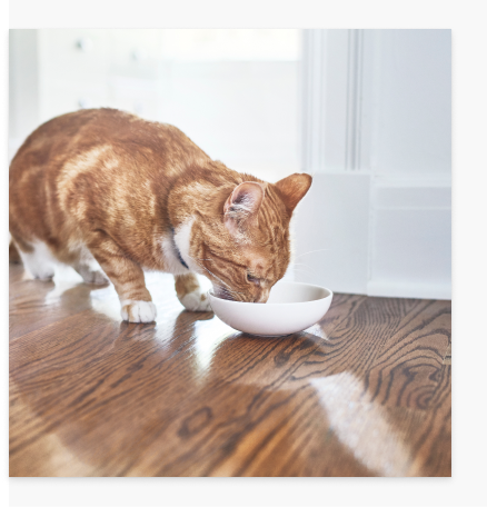 食事中の猫