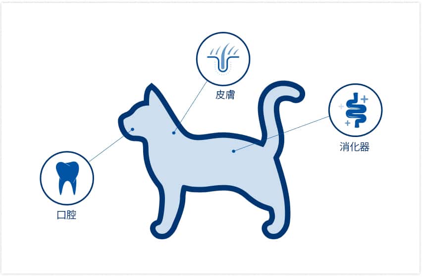 猫のマイクロバイオームの位置