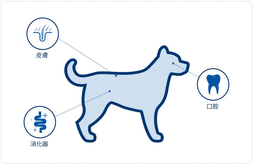 犬のマイクロバイオームの位置