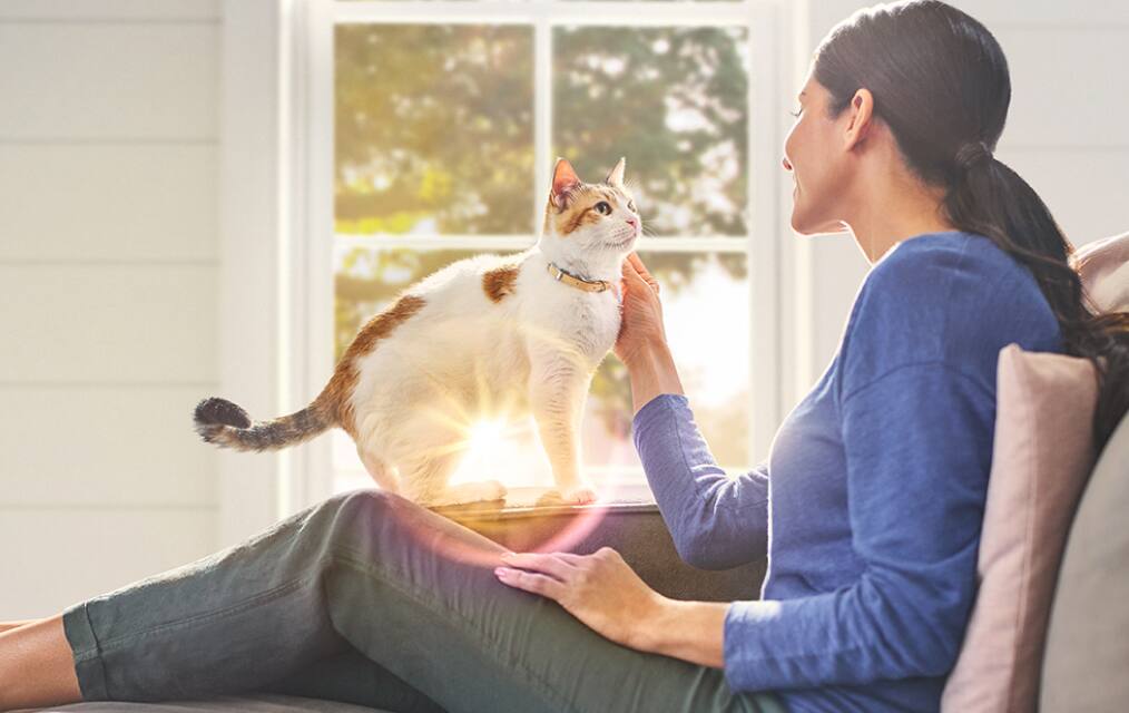 人と一緒にいる猫