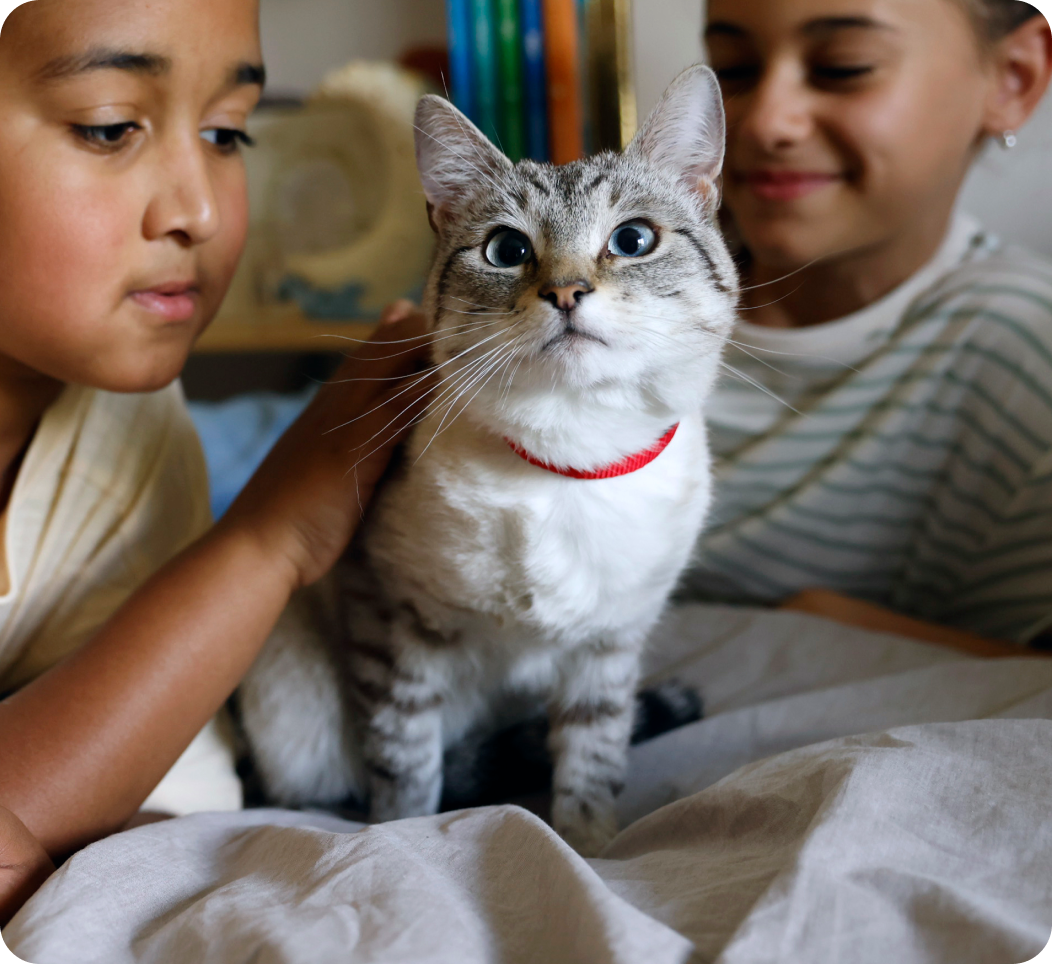 子どもたちが猫をなでている