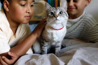 子どもたちが猫をなでている