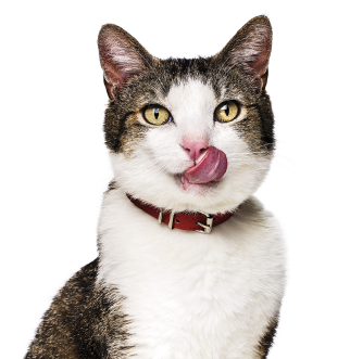 口を舐める猫