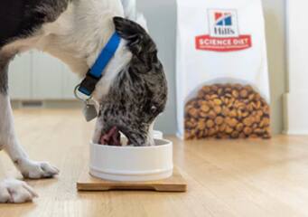 Dog eating science diet food